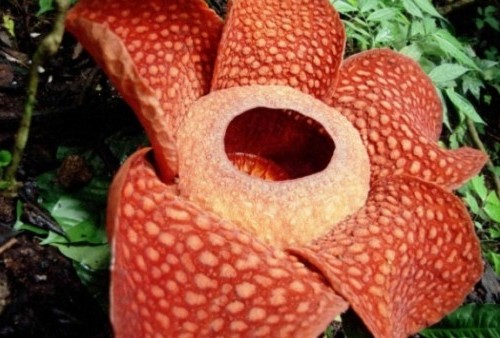 Wow! Bunga Rafflesia Arnoldii Mekar di Luar Habitatnya
