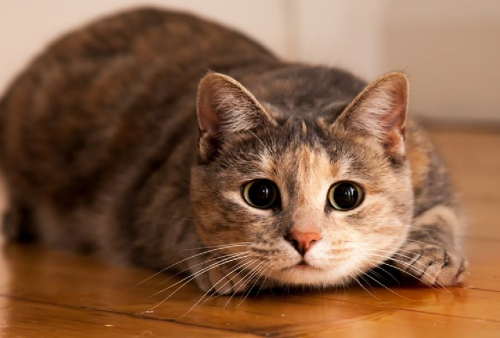Menurut Primbon Jawa, Ada Tingkah Laku Kucing yang Bisa Dapat Rejeki Nomplok