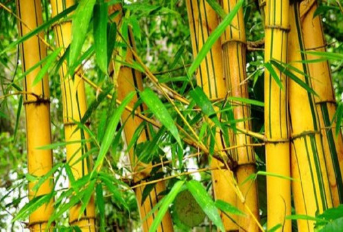 Simak 3 Manfaat Tanam Bambu Kuning di Rumah Menurut Orang Jawa