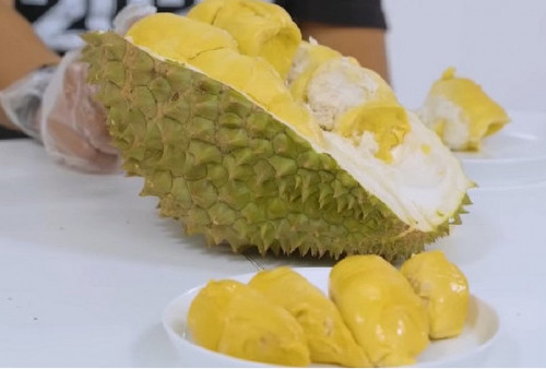 Bikin Ngiler! Durian Musang King Khas Lumajang Siap Panen, Harganya Berapa Nih?