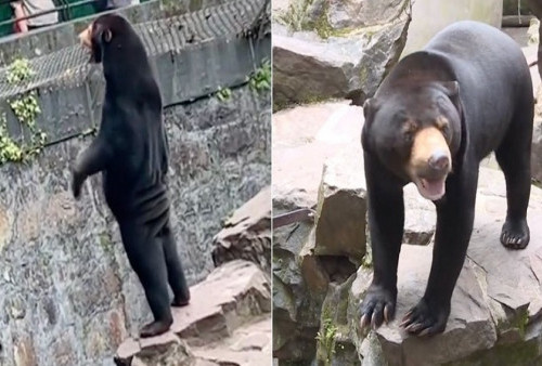 Beruang Madu di Kebun Binatang China Ini Dituduh Bukan Hewan Asli, Tapi Berisi 'Manusia Berkostum'