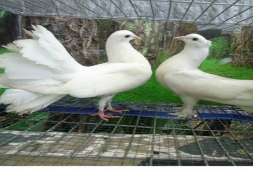 Menurut Primbon Jawa Pelihara Burung Ini Bisa Datangkan Rezeki dari Berbagai Arah
