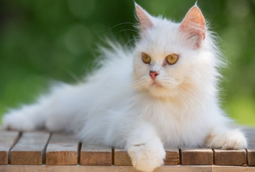 Apa Penyebab Kucing Takut Banget Sama Air? Ini Penjelasannya