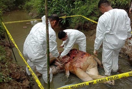 Gajah Sumatera Ditemukan Tak Bernyata di Aliran Sungai Aceh Timur 