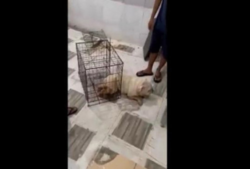 Tega Banget Anjing Disiksa Sampai Mati Oleh Penjaga Petshop, Video Viral di Sosmed