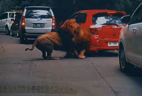 Netizen Geger! 2 Ekor Singa Bikin Penyok Mobil di Taman Safari