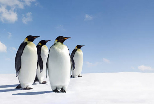 Ribuan Anak Pinguin Kaisar Mati karena Es di Antartika Terus Mencair
