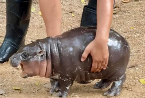 Moo Deng, Si Bayi Kudanil di Thailand yang Lagi Viral dengan Julukan 'Babi Begoyang'