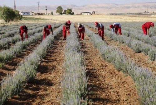 Presiden Terima 1.191 Aduan Konflik Agraria, KSP Moeldoko: Tahun Ini Kita Targetkan Menyelesaikan 137 Kasus