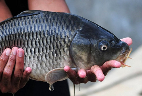 5 Umpan Mancing Ikan Mas Terbaik yang Gampang Dicari, Pasti Langsung Strike!
