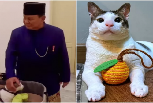 Prabowo Bawa Kucing Bobby Kertanegara Saat Dilantik Jadi Presiden, Mau Lihat Kamarnya?