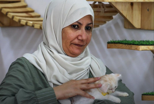 Meow Cafe di Gaza: Tempat Nongkrong Seru Bersama Kucing untuk Meredakan Stres
