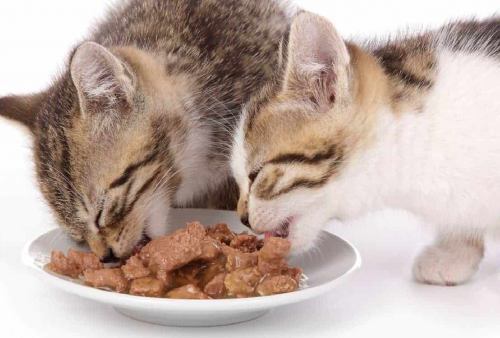 7 Makanan Basah 'Wet Food' Terbaik untuk Kucing Kesayangan, Bikin Anabul Lahap Yuk!