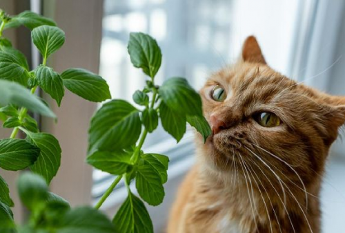 5 Tanaman Sehat untuk Kucing Peliharaan, Bikin Anabul Happy!