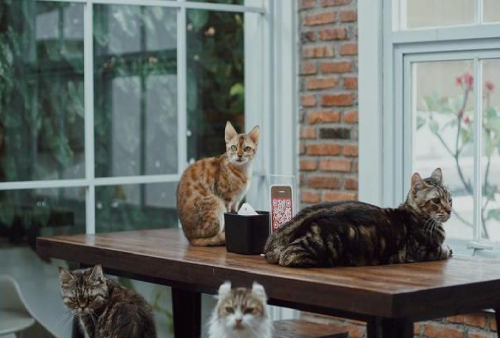 Cat Lover Yuk Merapat, Ini Kafe Kucing di Jabodetabek yang Bisa Kamu Kunjungi