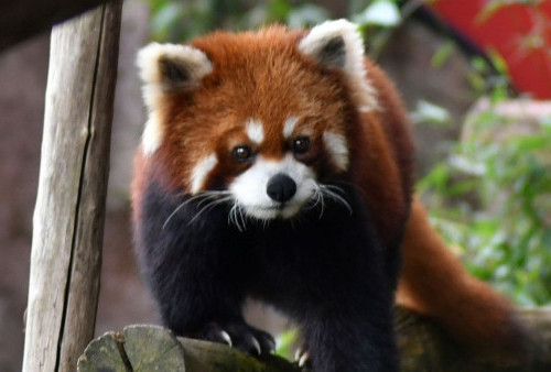 Panda Merah Hampir Punah! Ini Dia Tanggapan Pengelola Taman Safari Bogor 