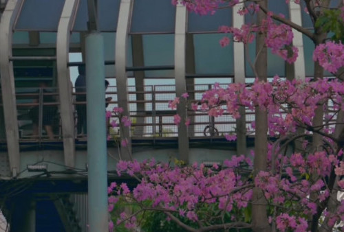 Wow! Bunga Tabebuya Bermekaran di Kemang Bak Bunga Sakura di Jepang