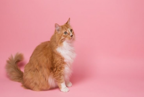 Yuk Percantik Bulu Kucing Kalian dengan Cara Rahasia Ini