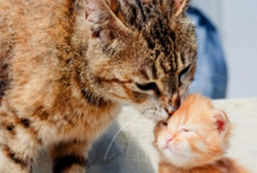 Kok Sering Banget Induk Kucing Makan Anaknya Sendiri Pas Baru Melahirkan? Ini Jawabannya 