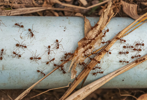 Kesal Gara-gara Banyak Sarang Semut? Begini 3 Cara Membasminya