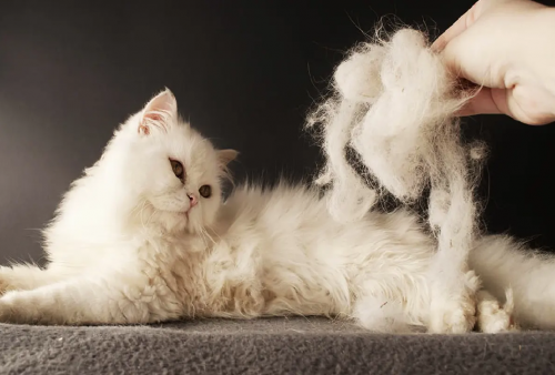 Mengerikan! 7 Bahaya Bulu Kucing, Awas Bisa Bikin Wanita Hamil Keguguran