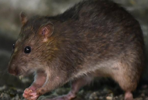 7 Bahan Alami Pengusir Tikus Dijamin Tikus Pergi dari Rumah