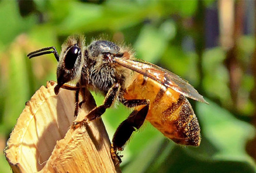 Mimpi Disengat Lebah? Bisa Jadi Tanda Keberuntungan Loh