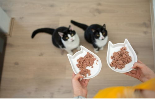 Kucing Lebih Suka Makanan Kering atau Basah? Begini Faktanya