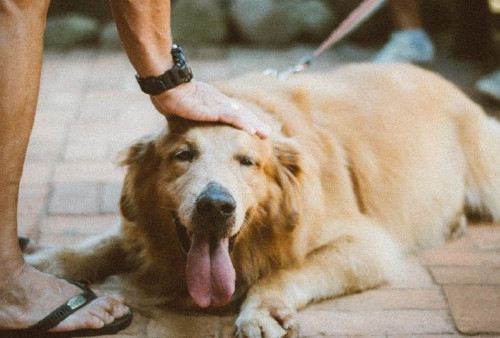 Benarkah Pelihara Anjing Bisa Bantu Mood Naik?