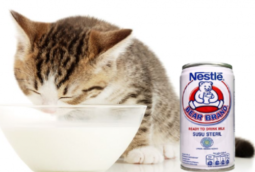 Bolehkah Kucing Diberi Minum Susu Beruang, Sehatkah? Begini Penjelasannya
