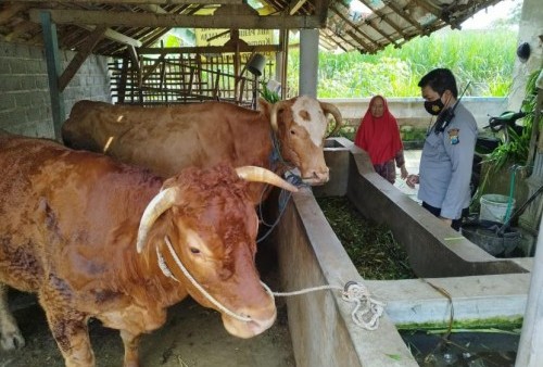 Wagub Jabar Sebut Penyembelihan Hewan Kurban di Provinsi Jawa Barat Berjalan Aman, Tanpa Adanya Wabah PMK