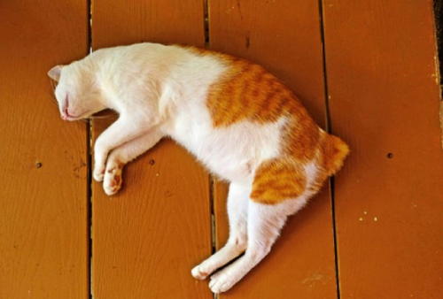 5 Tanda Kucing Akan Mati, Salah Satu Tandanya Mengilangkan Diri?