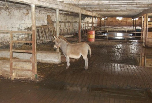 Haram di Indonesia! Kolumbia Justru Menghalalkan Berhubungan Intim dengan Keledai dan Sudah Jadi Tradisi!