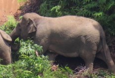 Menegangkan! Digiring Masuk Hutan, Eh 18 Ekor Gajah Balik Menggiring Petugas