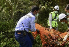 Update Kabar Orang Utan Viral yang Tersesat dan Kurus Akhirnya Dievakuasi