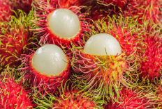 Manis Rasanya Ternyata Rambutan Kaya Akan Manfaat Untuk Tubuh