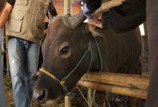 Awas Ya Jangan Asal-asalan! Ada Adab dan Larangan Saat Menyembelih Hewan Qurban