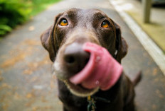 Jangan Panik! Begini Cara Mensucikan Najis Air Liur Anjing