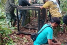 Harimau Pemangsa Sapi Berkeliaran di Mukomuko