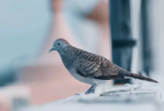 Mitos Burung Perkutut yang Masih Dipercayai Masyarakat Jawa, Mampu Berubah jadi Seekor Ular!