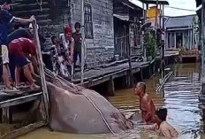 Viral! Ditemukan Ikan Pari Raksasa di Kalimantan Selatan