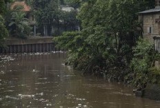 Tercemar Limbah, Banyak Ikan Mati di Aliran Kali Baru Jakarta Timur