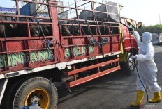 Pemerintah Wacanakan Ganti Rugi Bagi Peternak yang Terdampak PMK, Begini Mekanismenya