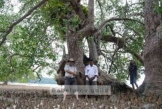 Menengok Pesona Pulau Langer Belitung, Pohon Mangrove Berusia 787 Tahun