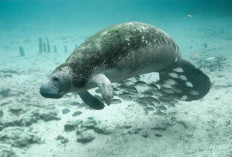 Dugong Berusia Tua Ini Mati Gegara Melakukan 'Seks Brutal' dengan Saudara Laki-lakinya