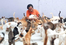 Shelter Kucing 'Rumah Singgah Clow' Dibakar oleh Mantan Karyawan, Kucing Mengalami Sesak Napas!