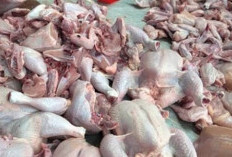 Harga Daging Ayam Tinggi Hingga Rp 40.000 per Kilogram di Blitar! 