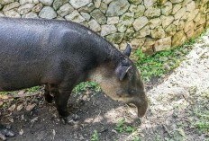 Jejak Hewan Langka Jenis Tapir Terdeteksi, Muncul di Belakang Rumah Warga Padang Galanggang